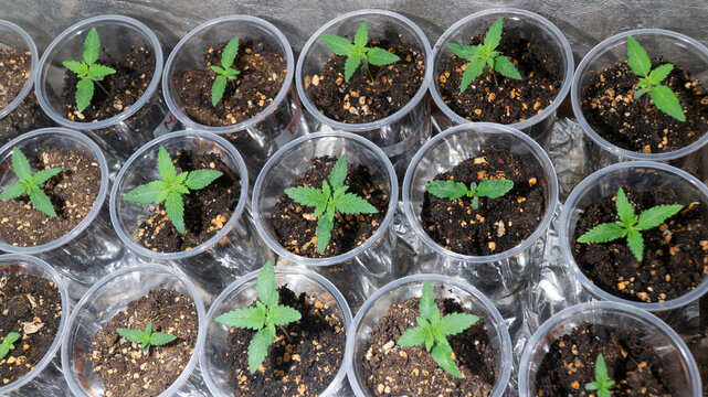 Cannabis Seeds