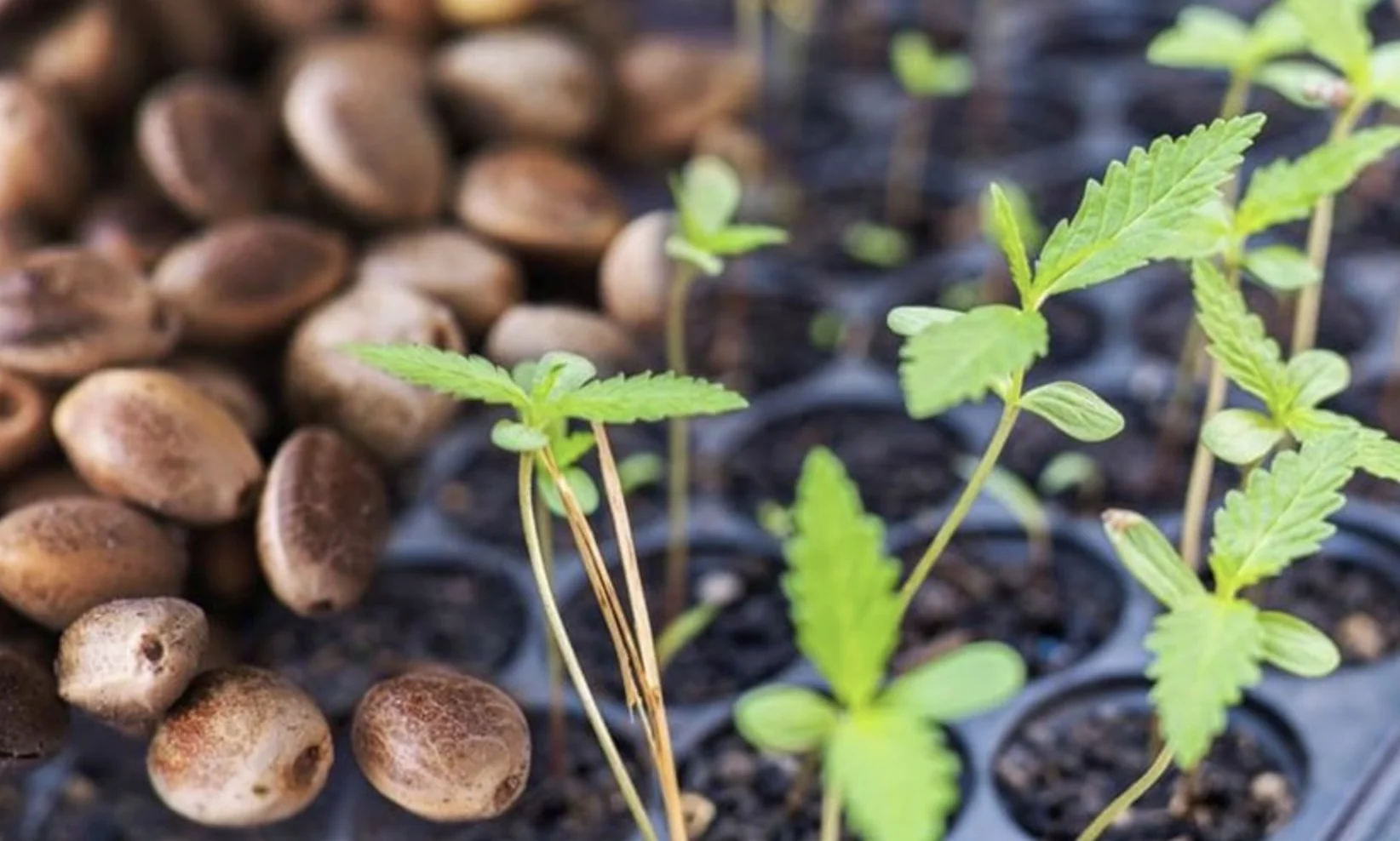 Hemp Plant