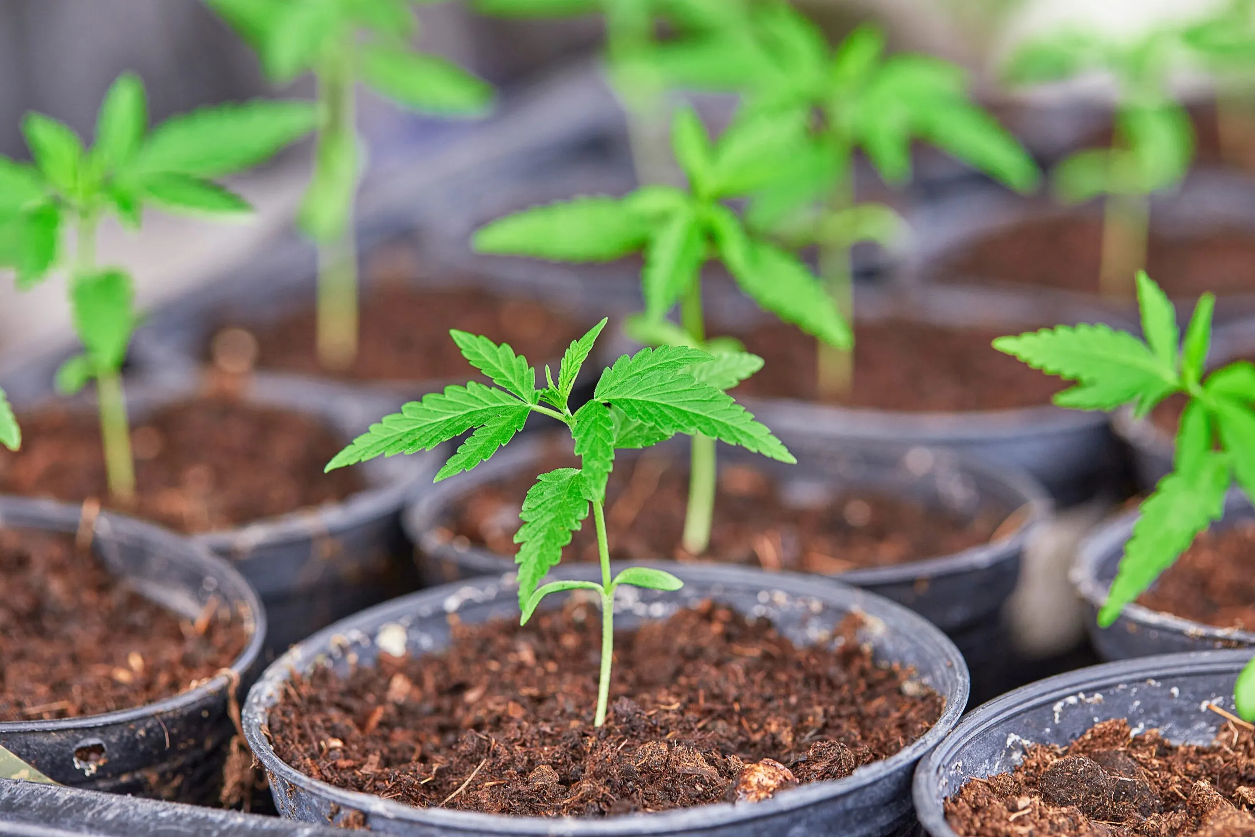 Cannabis Seedling