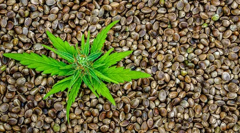 Indoor Growing