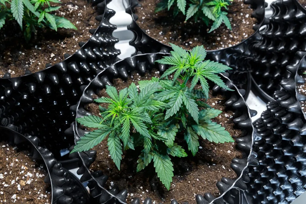 Cannabis Harvest
